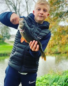 European Perch