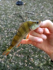 European Perch