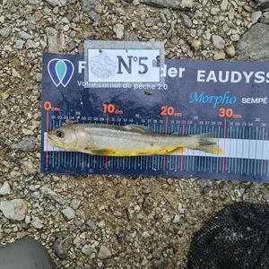 Arctic Char