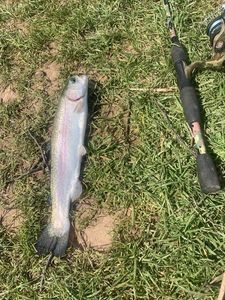 Rainbow Trout