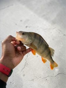 European Perch