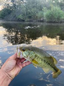 Largemouth Bass