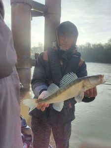 Zander