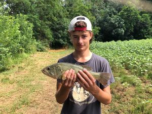 Largemouth Bass