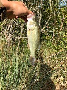 Largemouth Bass