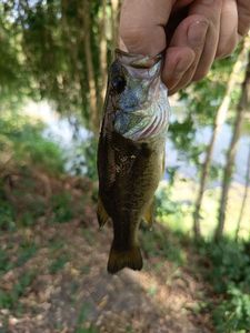 Largemouth Bass