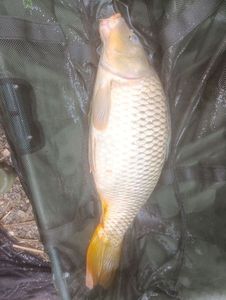 Common Carp