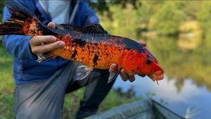 Koï Fish