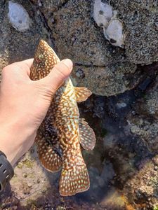 Ballan Wrasse