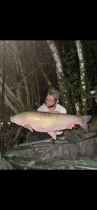 Grass Carp