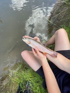 Brown Trout