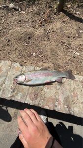 Rainbow Trout