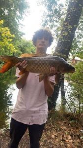 Common Carp