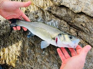 European Bass (Seabass)