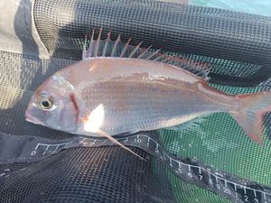 Blackspot Seabream