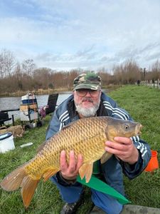Common Carp