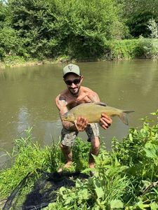 Common Bream