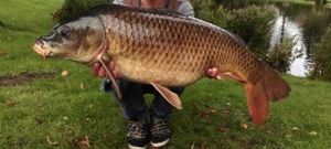 Common Carp