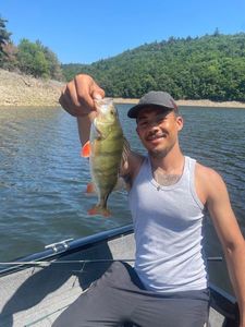 Yellow Perch