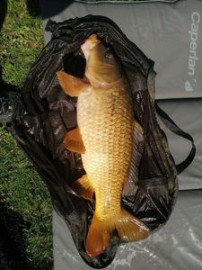 Common Carp