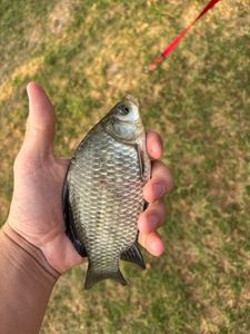 Crucian Carp