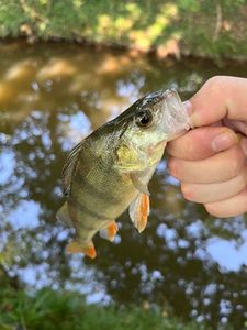 European Perch