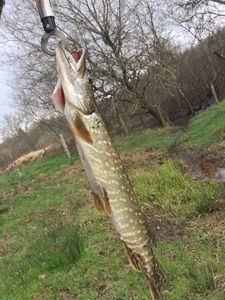 Northern Pike