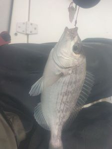 Black Seabream