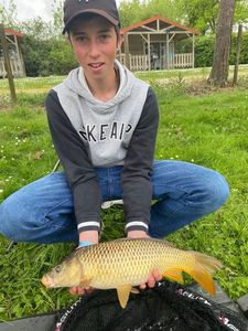 Common Carp