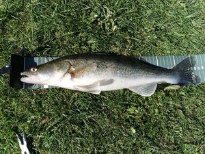 Zander