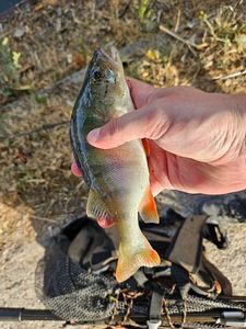 European Perch