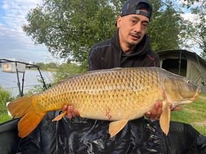 Common Carp
