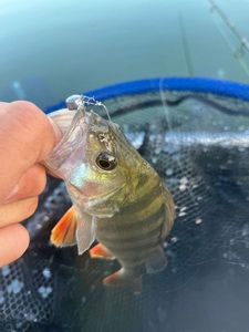 European Perch