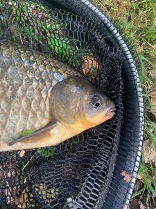 Crucian Carp