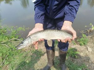 Northern Pike