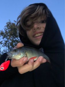 European Perch