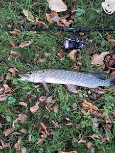 Northern Pike