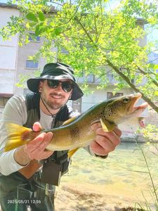 Brown Trout
