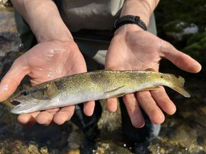 Brown Trout