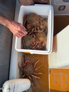Common Spider Crab