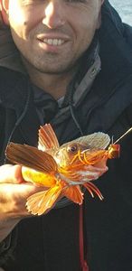 Grey Gurnard