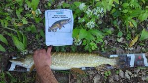 Northern Pike