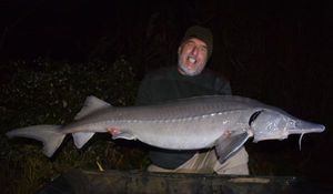 Siberian Sturgeon