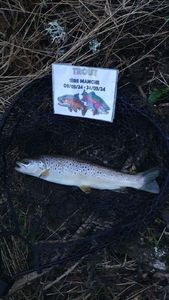 Brown Trout