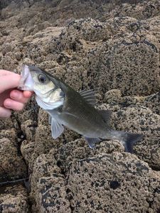 European Bass (Seabass)