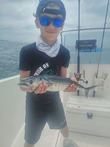 Atlantic Bonito