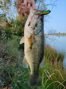 Largemouth Bass