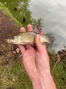 Tench