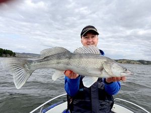 Zander