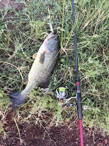 Largemouth Bass